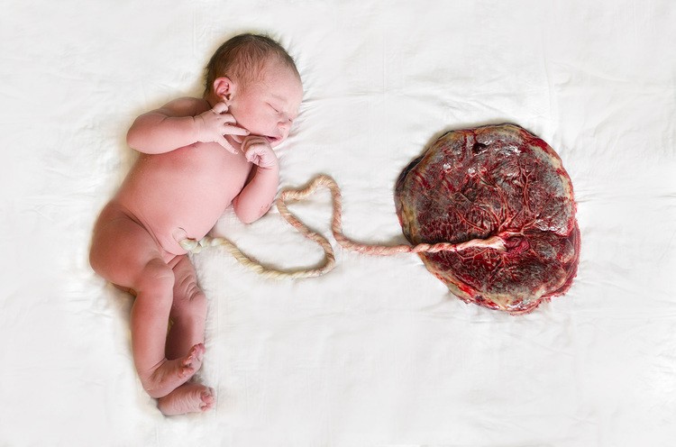 placenta