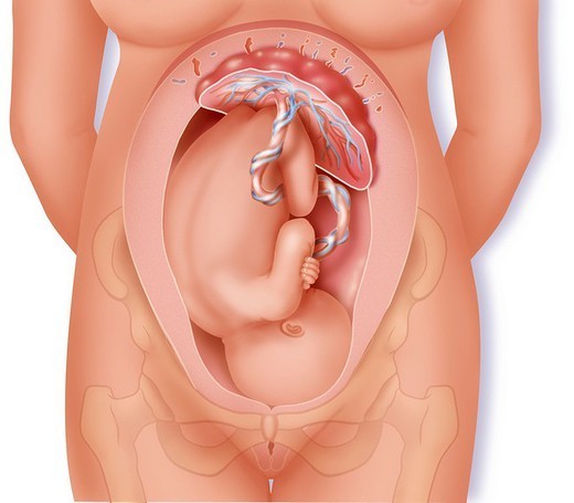 Para que serve a placenta