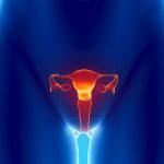 Sistema Reprodutor Feminino: o que é, função, órgãos e doenças