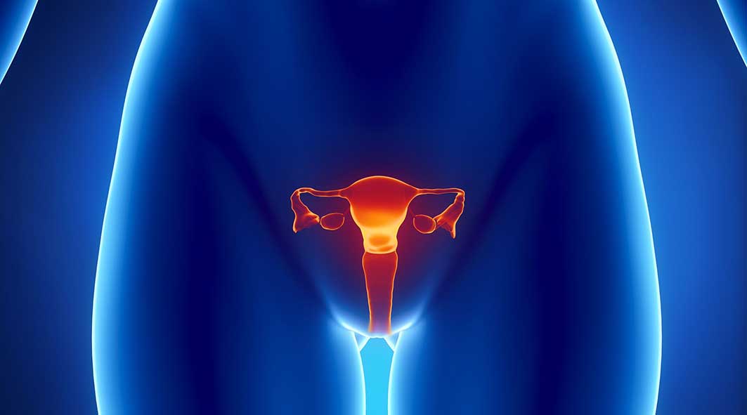 Read more about the article Sistema Reprodutor Feminino: o que é, função, órgãos e doenças