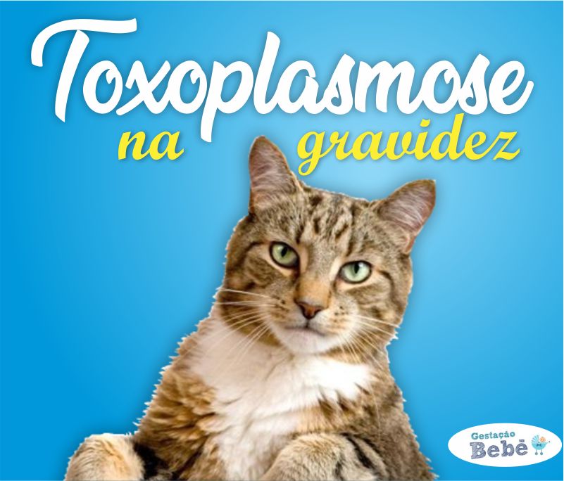 toxoplasmose gato
