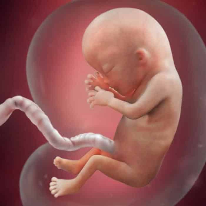Quais são as etapas do desenvolvimento embrionário