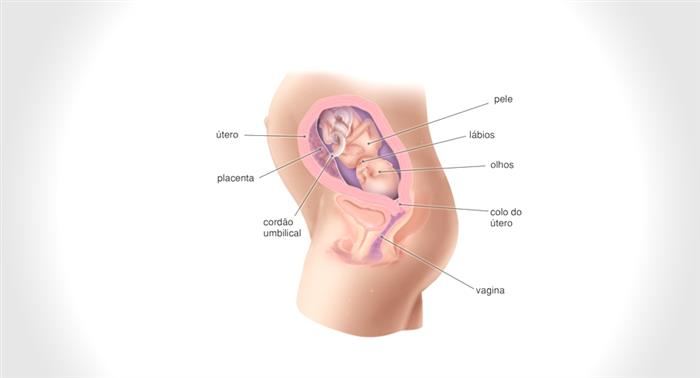 Onde ocorre o desenvolvimento do embrião