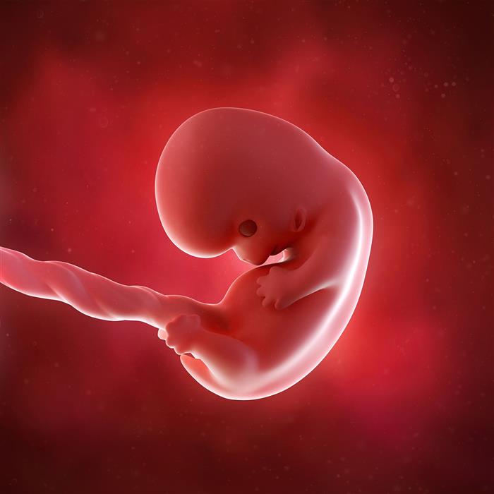 O que acontece no período embrionário