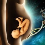 Desenvolvimento embrionário humano: resumo das fases