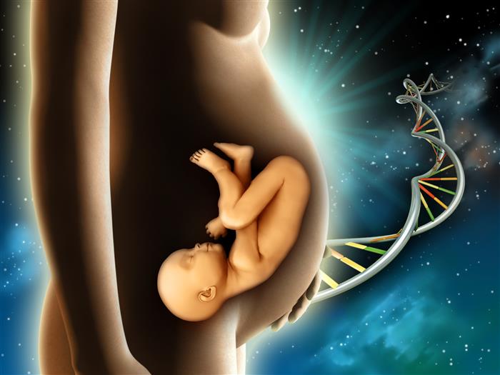 Read more about the article Desenvolvimento embrionário humano: resumo das fases