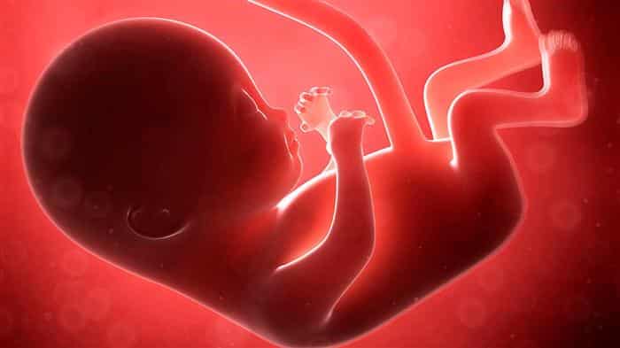 feto e embrião