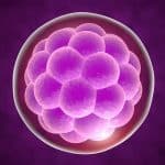 Embrião: o que é, implantação, desenvolvimento