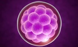 Embrião: o que é, implantação, desenvolvimento