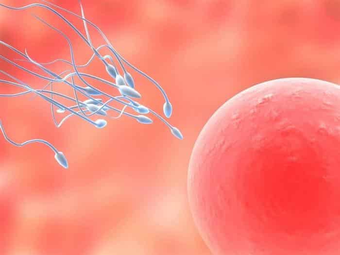 ciclo menstrual fases