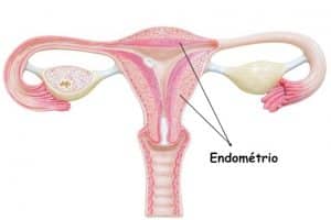 Endométrio: o que é, função, espessura na gravidez