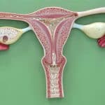 Endométrio: o que é, função, espessura na gravidez