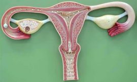 Endométrio: o que é, função, espessura na gravidez