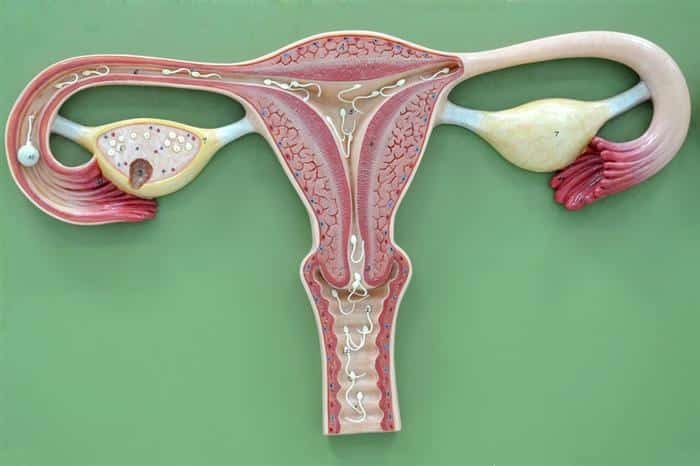 função do endometrio